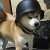 BONK