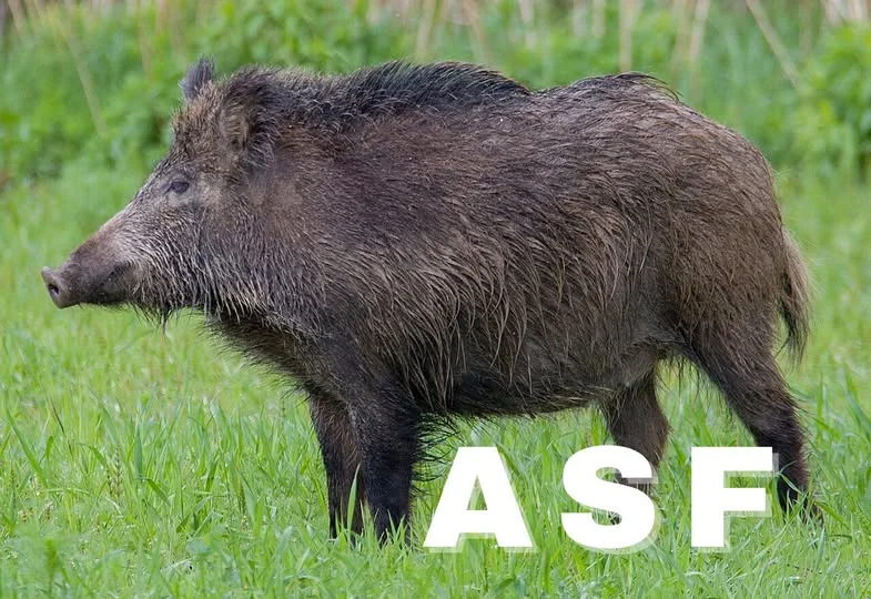 Powiat Parczewski: Służby będą szukać padłych dzików w związku z ASF